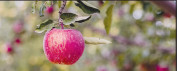 روزی یک عدد سیب بخورید