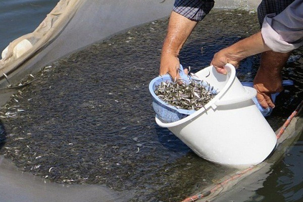 آغاز رهاسازی بچه ماهیان خاویاری و استخوانی در رودخانه های گلستان