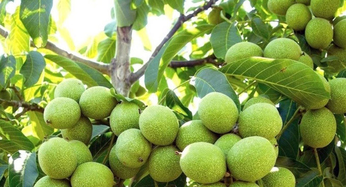 کسب رتبه دوم کردستان در تولید گردو