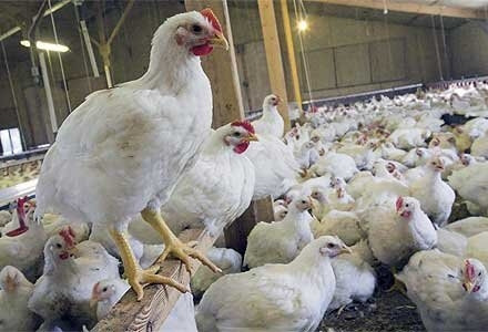 رتبه نخست مازندران در تولید گوشت سفید کشور