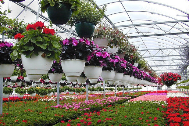 روستاهای محمودآباد به هاب تولید گل و گیاه تبدیل شود