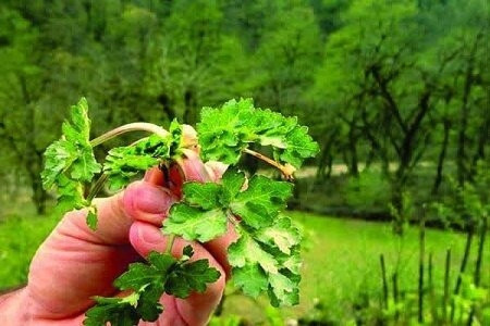 احتمال شیوع بیماری «فاسیولا» در گیلان