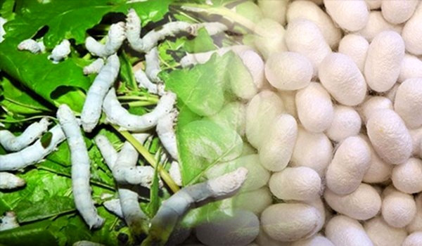 رتبه نخست گیلان در تولید پیله ابریشم