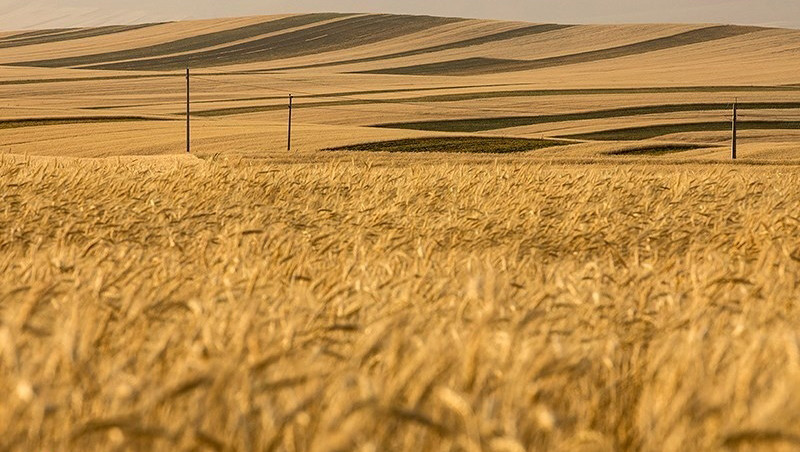 عبور خرید گندم از ۵۳۶هزار تن در لرستان