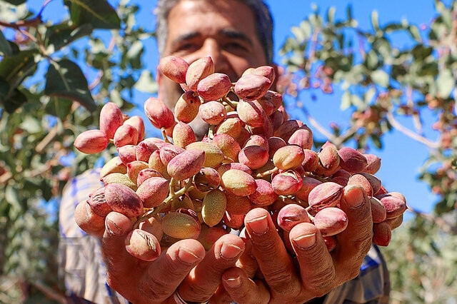 باز شدن جای پای پسته سیستان ‌وبلوچستان در بازارهای جهانی