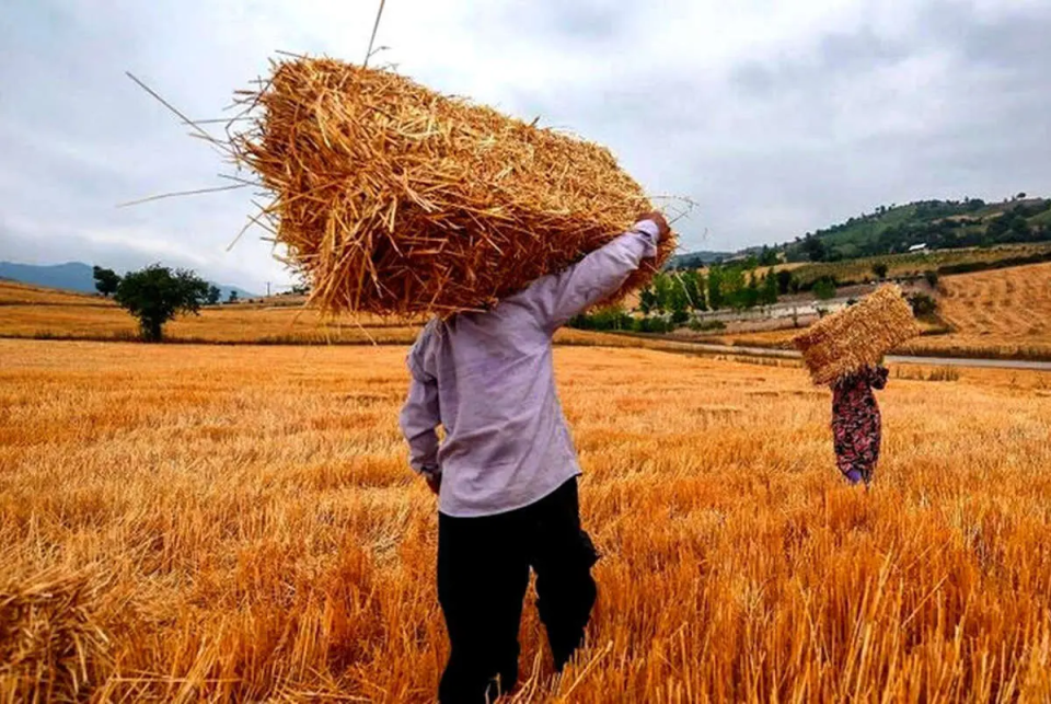 اجرایی شدن بیمه فراگیر گندمکاران بدون کسر هزینه
