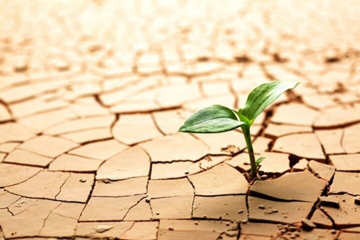 کاشت درخت در خوزستان؛ راهکاری برای مهار ریزگردها و احیای بیابان‌ها