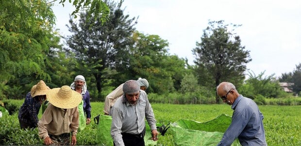 خرید تضمینی برگ‌ سبز چای در گیلان آغاز شد