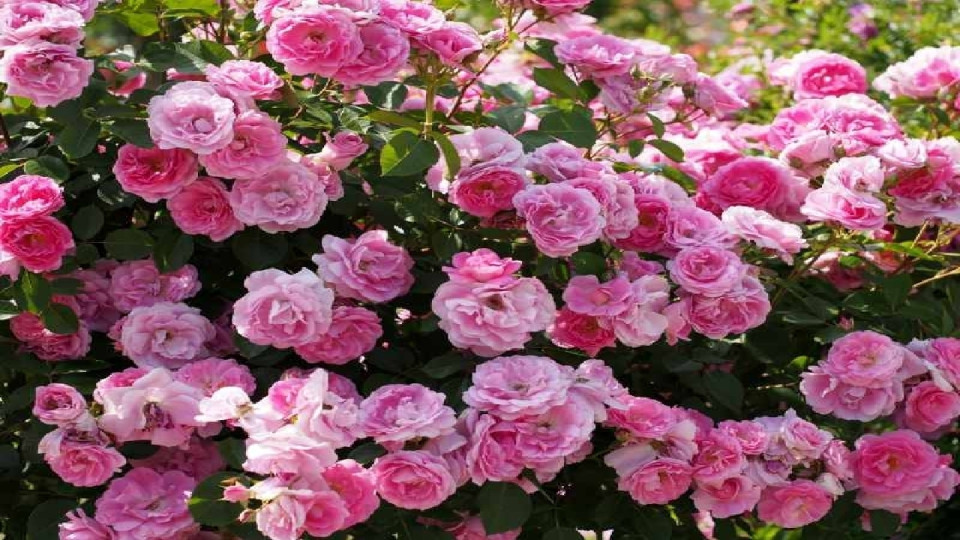 پیچش عطر گل محمدی در اقتصاد گیلان