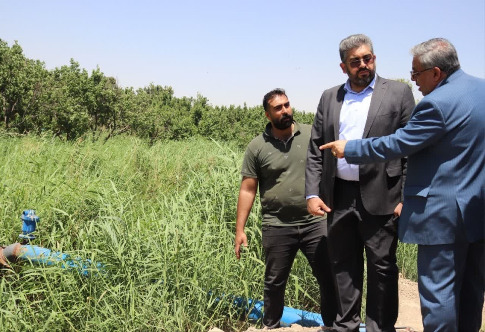برداشت ۱۸۳۰ تن گندم در قدس