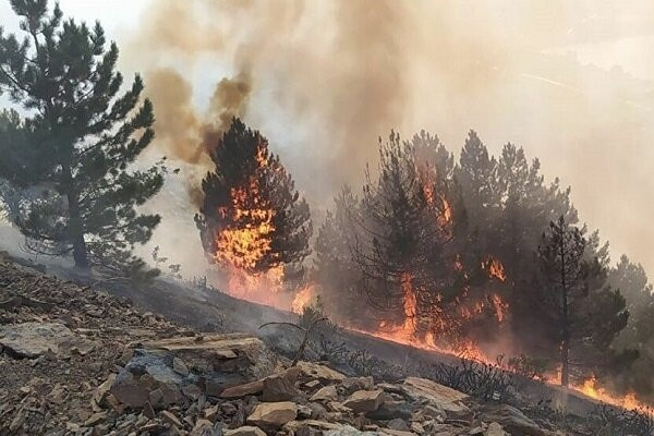 آتش‌سوزی‌های جنگلی خطر آنفلوانزا  و کووید۱۹ را افزایش می دهند
