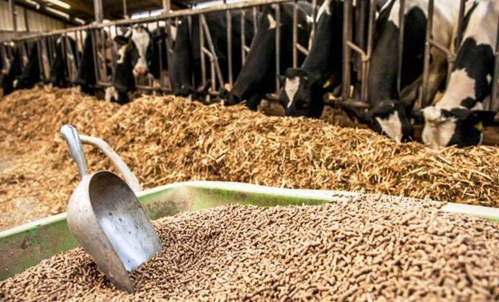 نهاده‌های دامی با نرخ قبلی عرضه می‌شود؛ واردات گندم افزایش یافت
