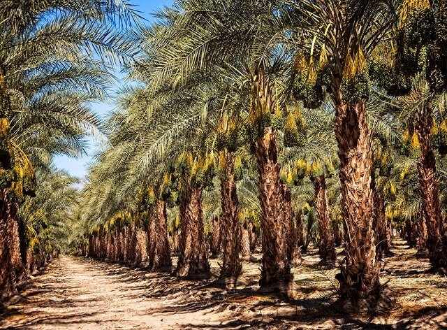 تنش آبی به ۲ هزار هکتار از نخیلات شادگان آسیب جدی زد