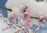 سرمای دیررس بهاره به ۱۰ درصد از محصولات زراعت اهر خسارت وارد کرد