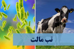 ۱۸۰۰۰ مبتلا به تب مالت تاکنون