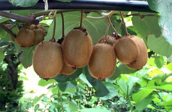 ۵۰۲ محموله کیوی از مازندران روانه بازارهای خارجی شد