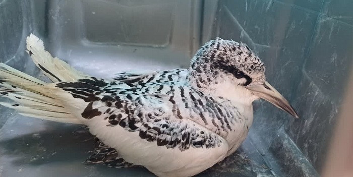 ثبت گونه کمیاب نوک سرخ دریایی در استان هرمزگان