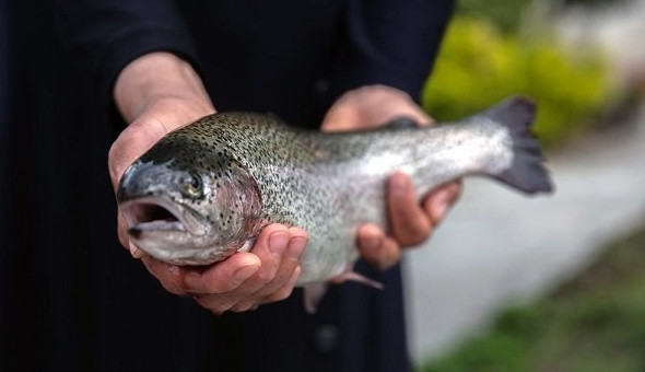 افزایش قیمت ماهی قزل‌آلا در نیمه دوم سال