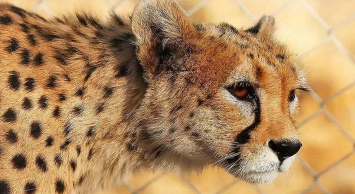 تدابیر ویژه محیط زیست برای نجات یوزپلنگ‌ها