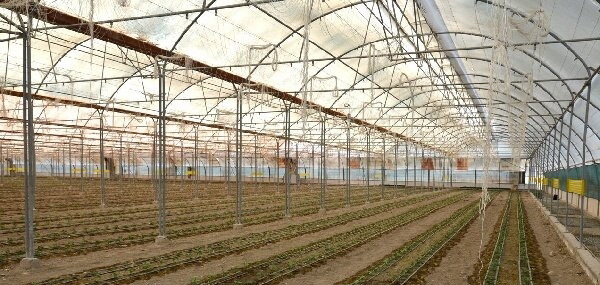 بیش از ۱۱۰۰ هکتار به مساحت گلخانه‌های کشور افزوده شد