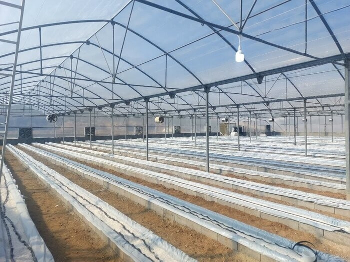 فعالیت ۱۴۷ واحد گلخانه‌ای در استان زنجان