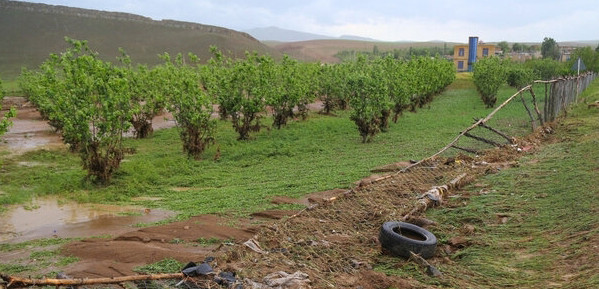 بارش‌های اخیر بیش از ۵ میلیارد تومان به بخش کشاورزی لامرد خسارت زد