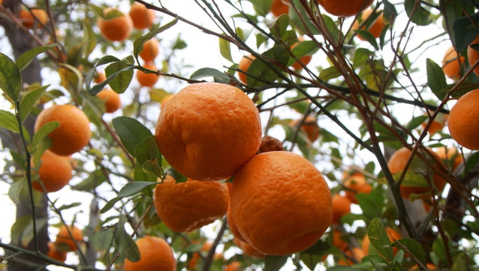 آغاز فصل برداشت مرغوب ترین نارنگی کشور در هرمزگان