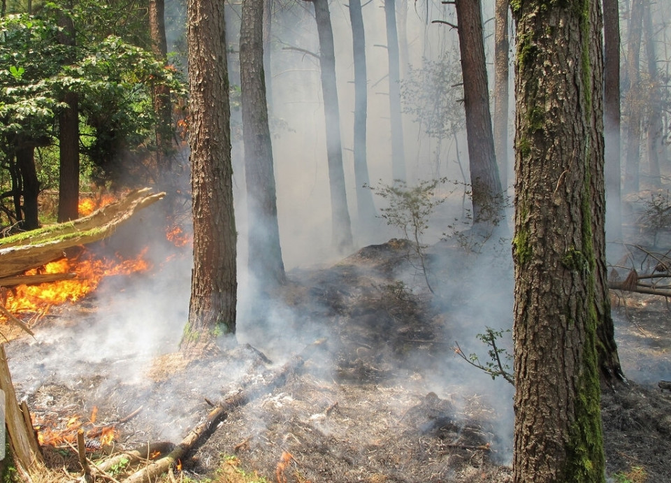 در جنگل و مراتع آتش روشن نکنید