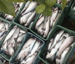 افزایش تولید ماهی در گرو افزایش تقاضا