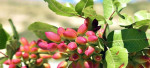 زنجان قطب صادرات طلای سبز می‌شود